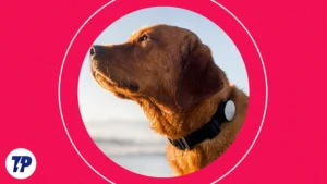 6 Meilleurs Collier connectés pour chien : Un Guide Complet [2023]